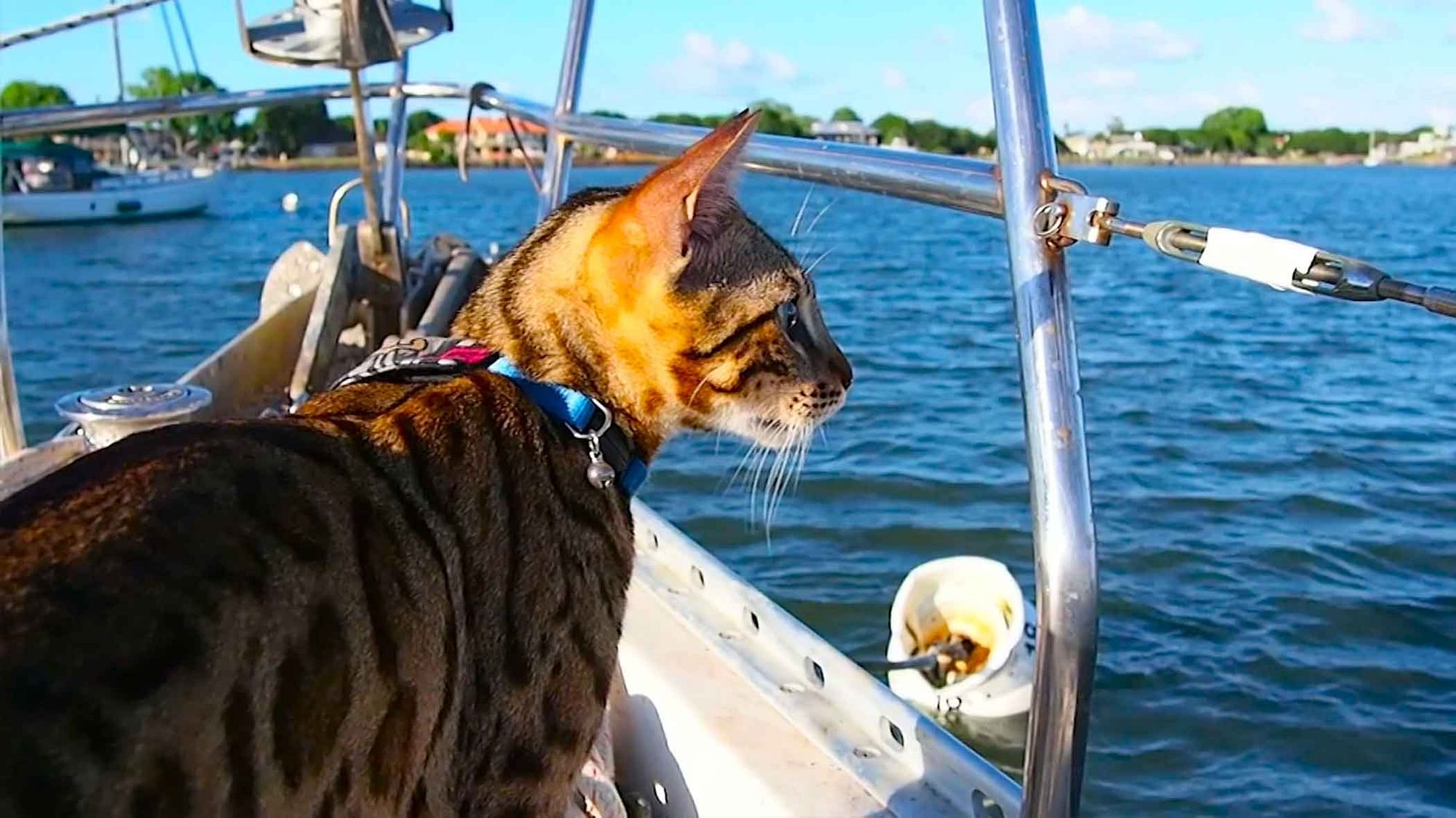 Captain Cooper, the cat which has sailed nearly  7000 nautical miles. (AP Screengrab)