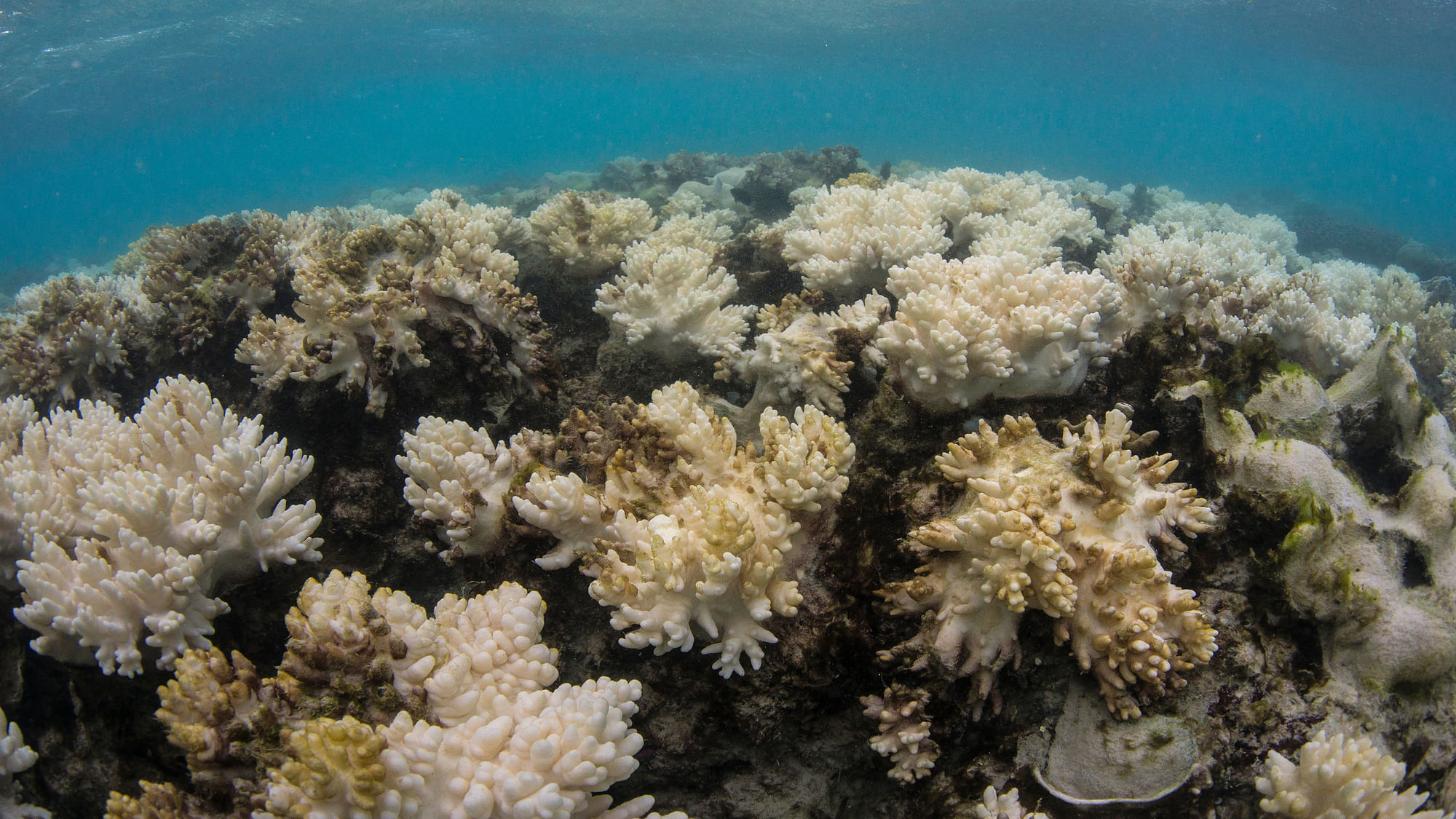 Decomposing corals at Lizard Island, Great Barrier Reef. (Photo Courtesy:<a href="http://www.globalcoralbleaching.org/#essential-facts"> XL Catlin Seaview Survey</a>) 