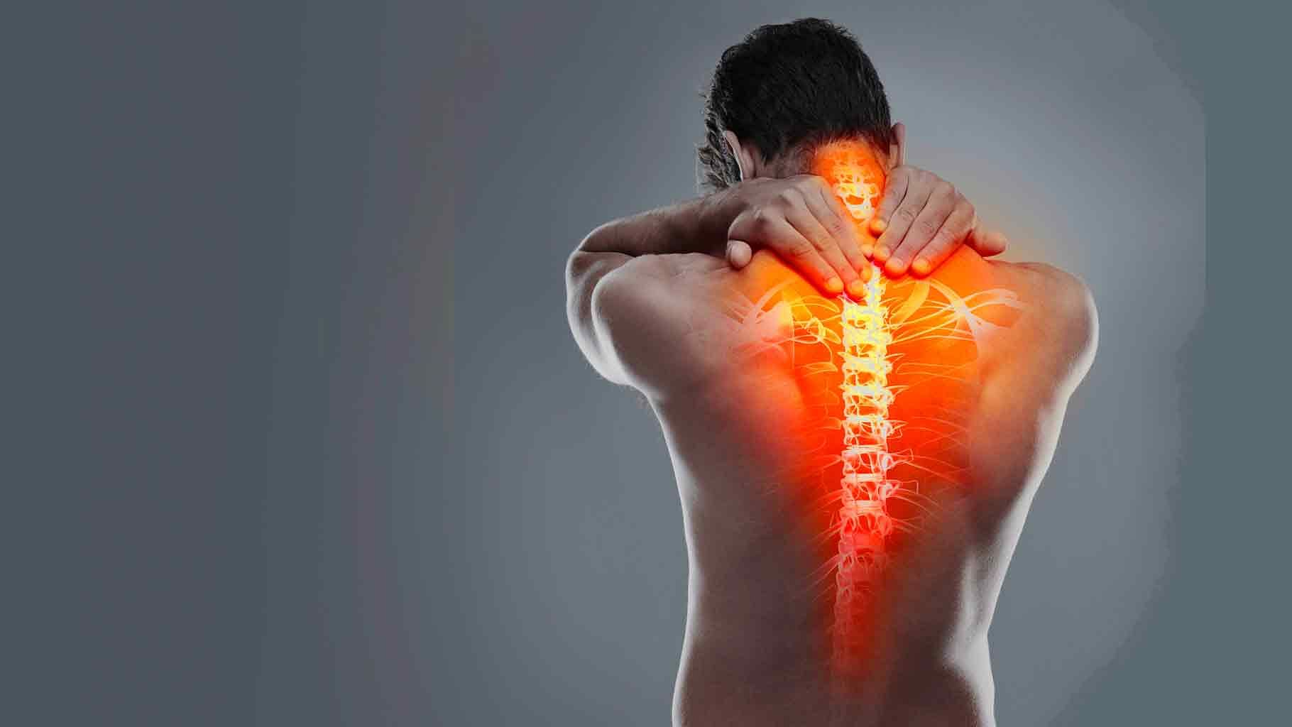 Running up and down the spine, the paraspinal muscles play a key role in spinal movement and posture.