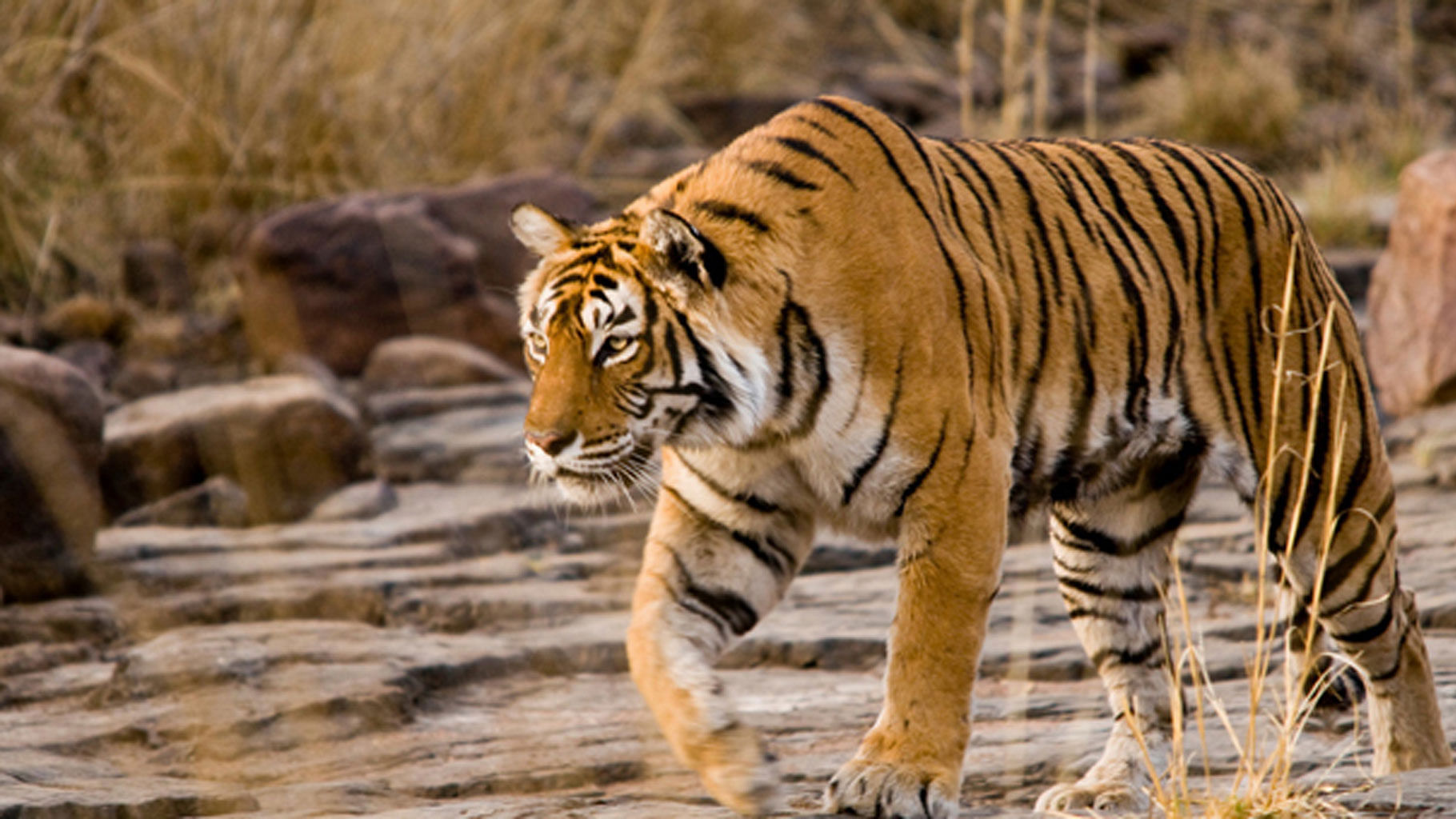 Machli has earned the distinction of being the world’s oldest tigress in the wild. (Coutesy: <a href="http://www.ranthamborenationalpark.com/blog/wp-content/uploads/2014/11/Machli-Tigress-Ranthambore.jpg">www.ranthamborenationalpark.com</a>)