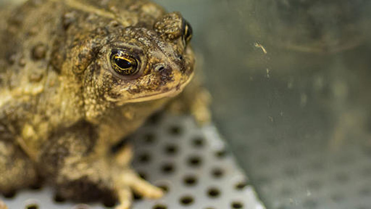 Wildlife activists peg  frog meat being served in restaurants as the main reason behind their dwindling figures.