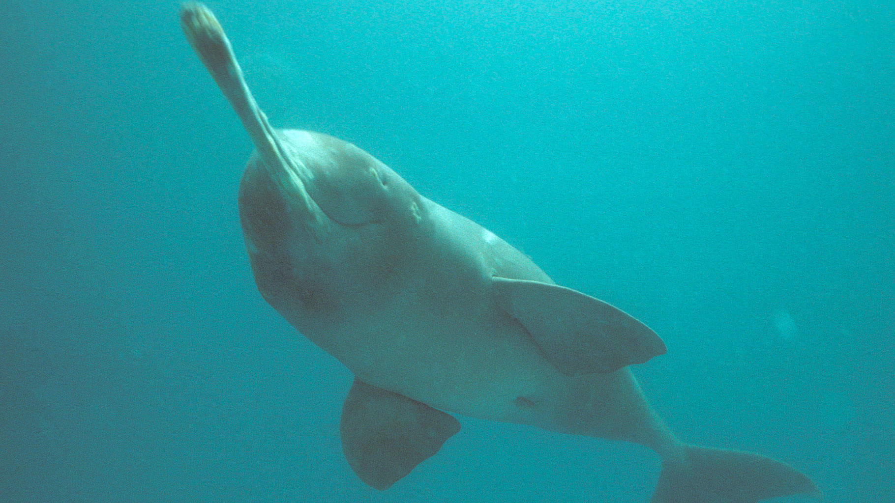 

Only 2,500 to 3,000 Gangetic dolphins are estimated to be left. (Photo: Francois Xavier Pelletier/WWF Canon)