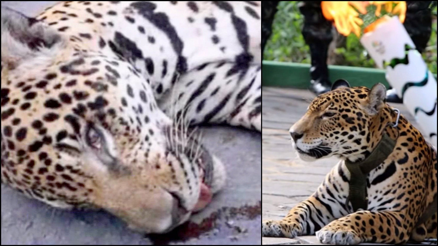 

The jaguar used in the Olympic torch relay ceremony. (Photo: Photo Courtesy: YouTube Screengrab)