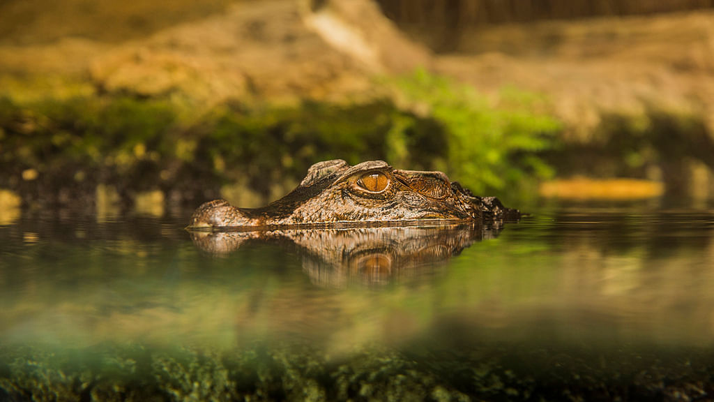 A 2-year-old was killed by an alligator believed to be between 4 and 7 feet  long.(Photo: iStockphoto)