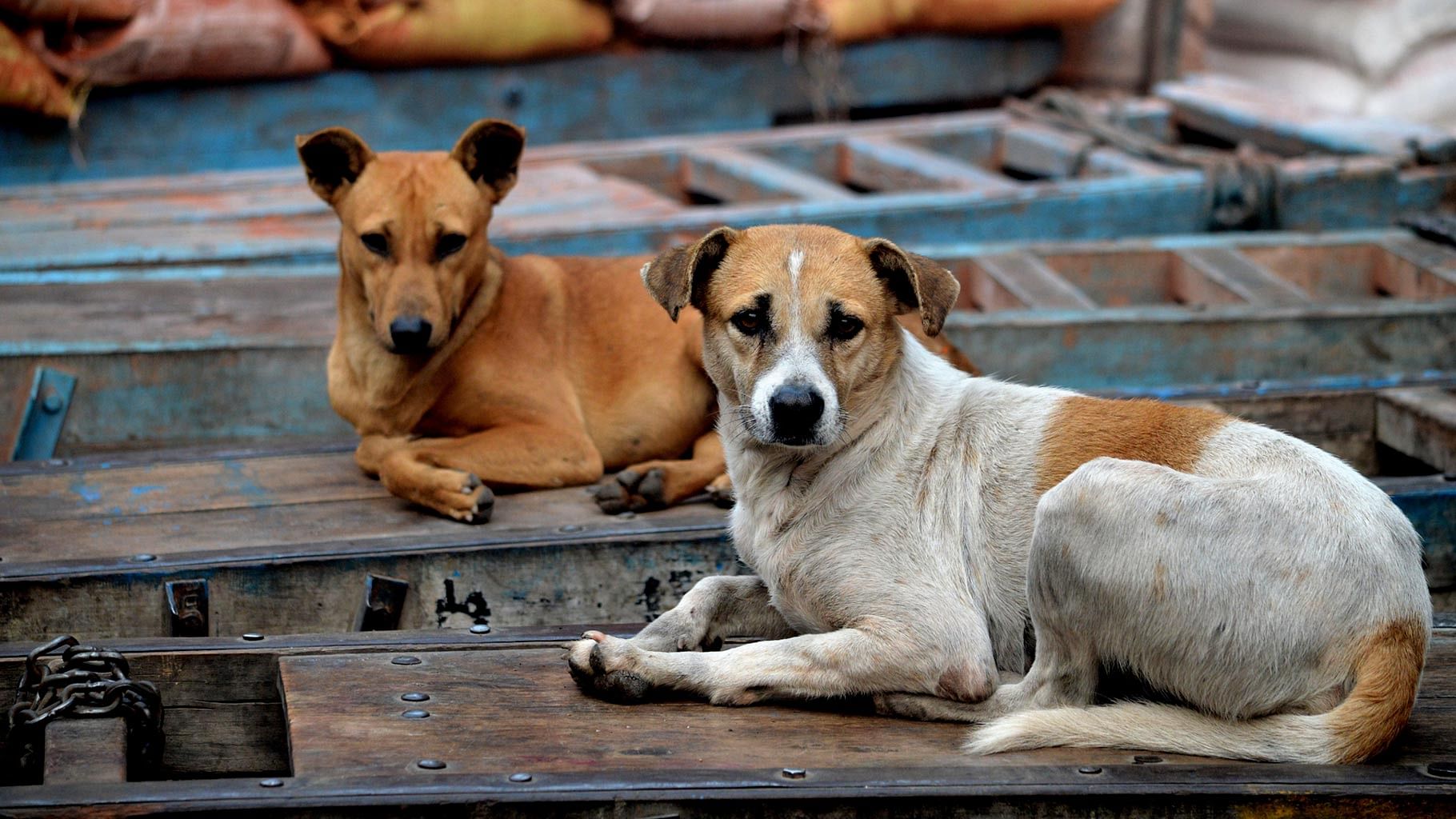 Representational image of stray dogs.&nbsp;