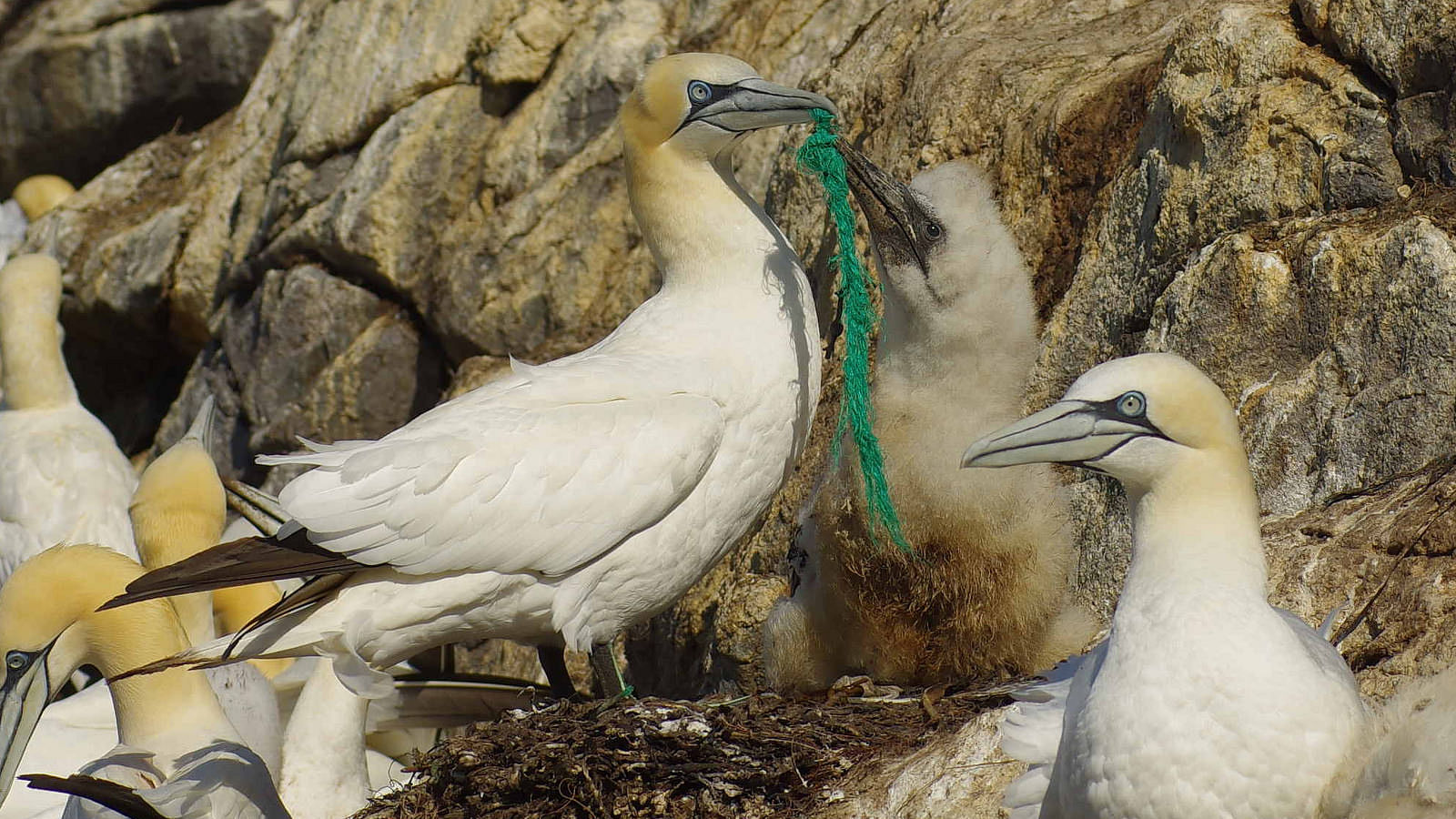 Birds and other species are vulnerable to carelessly disposed plastic. (Photo: Flickr/<a href="https://www.flickr.com/photos/snemann2/">Bo Eide</a>)