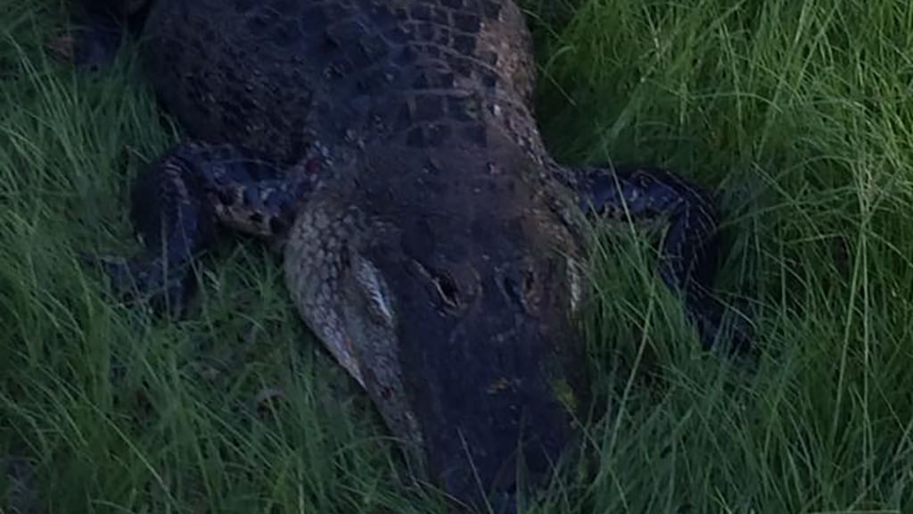 Revenge of the Alligator: Plays Dead to Bite His Attacker’s Son