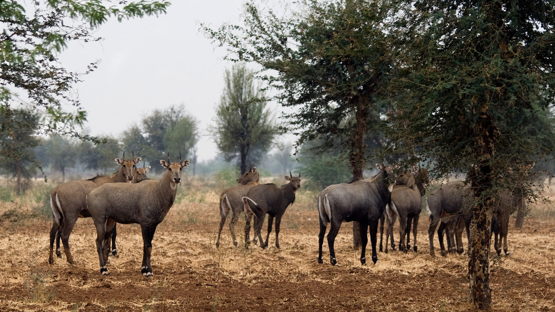 About 200 Nilgai or Blue Bulls were shot dead in Bihar. (Photo: iStockphoto)