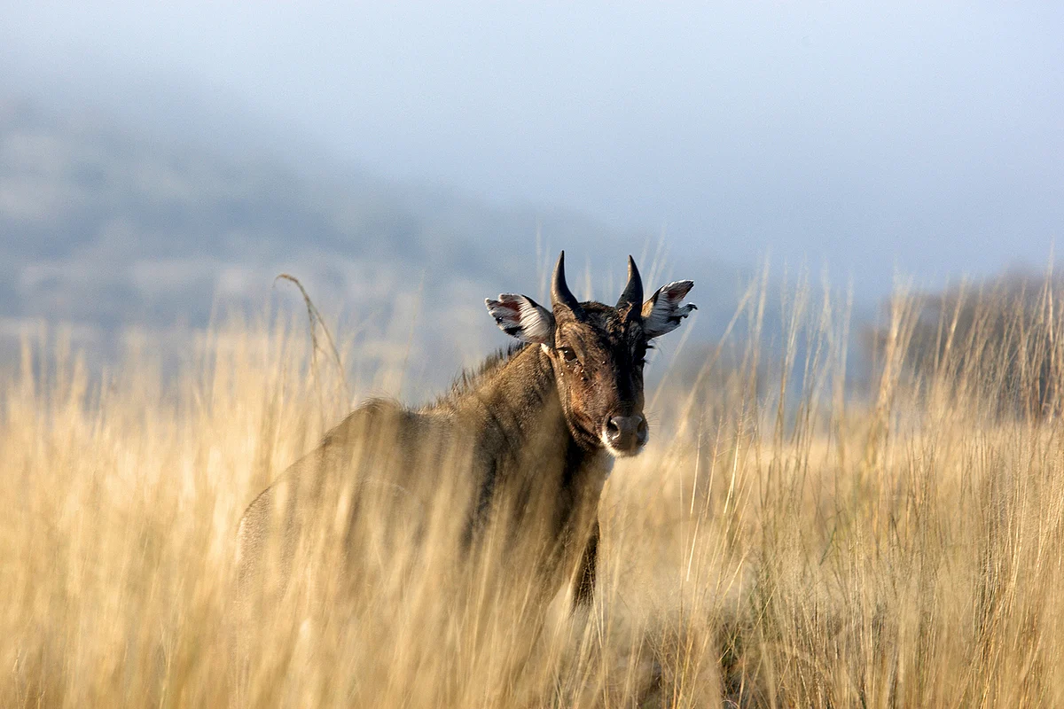 A Nilgai in the wilds. ‘Nawab’ Shafat Ali Khan and his companion hunters, who killed Nilgais in Mokama, Buxar, Bhojpur and West Champaran districts of Bihar, were paid Rs 1,500 for each kill. (Photo: iStokphoto)