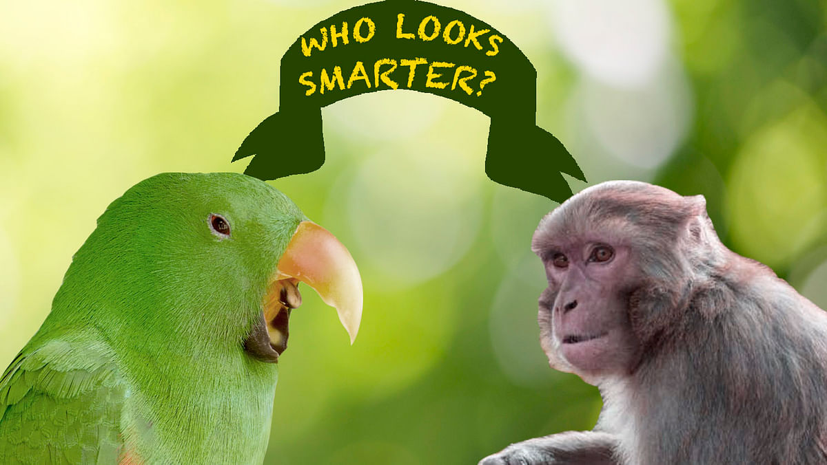 Finally there is an answer to why birds like parrots are so freakishly smart!