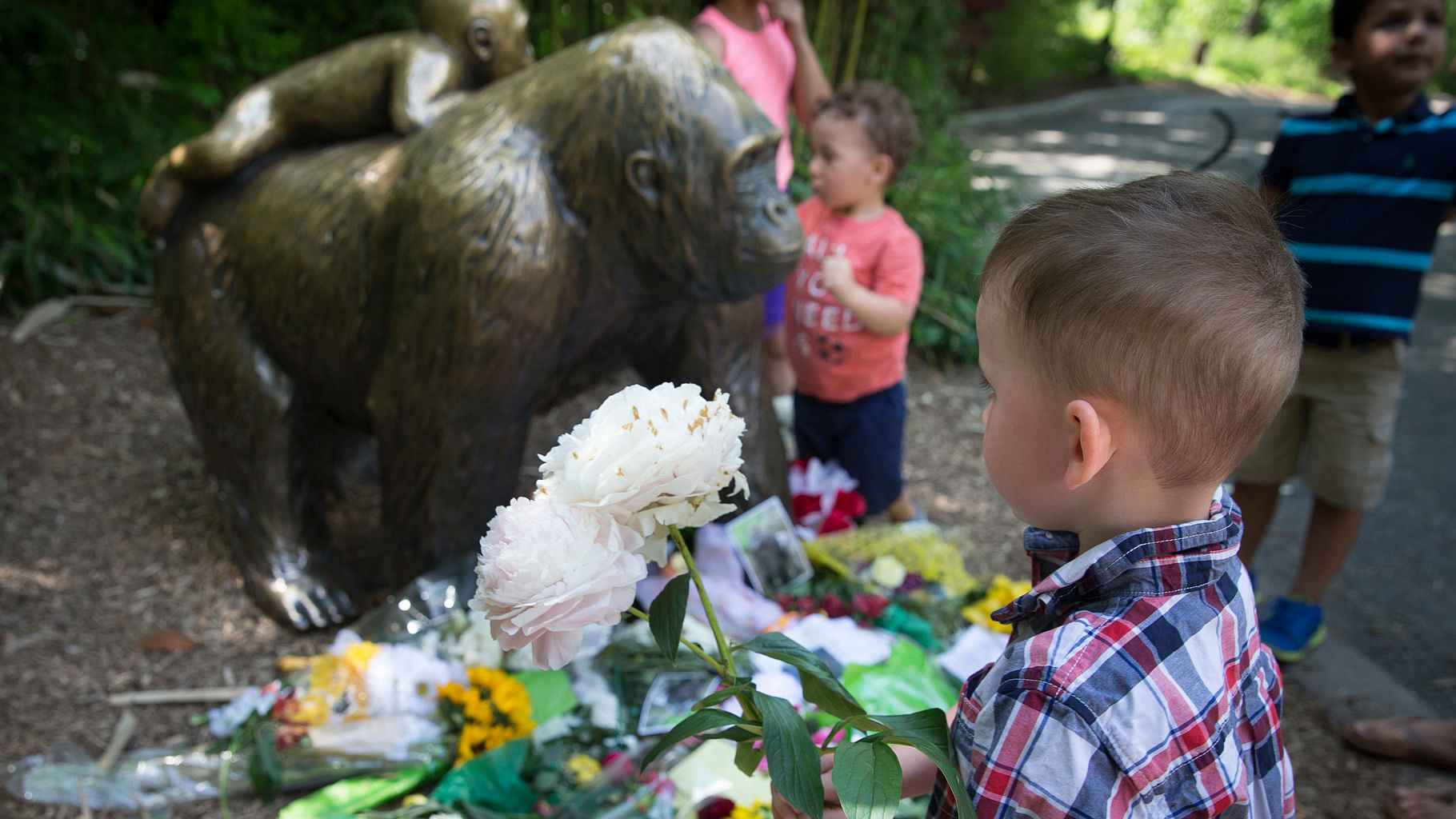 

A boy brings flowers to put beside a statue of a gorilla outside the shuttered Gorilla World exhibit at the Cincinnati Zoo &amp; Botanical Garden, Monday, 30  May  2016, in Cincinnati. (Photo: AP)