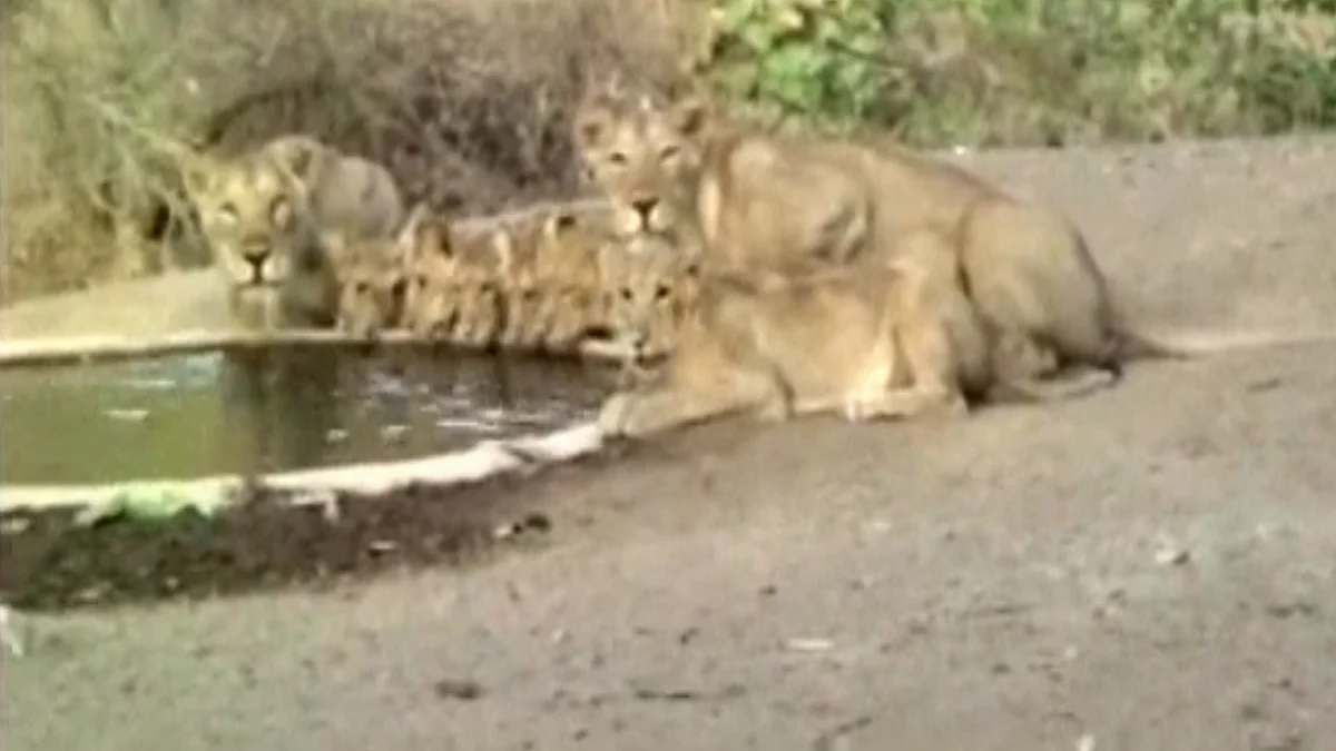 The Gir forest is a protected sanctuary for the lions.