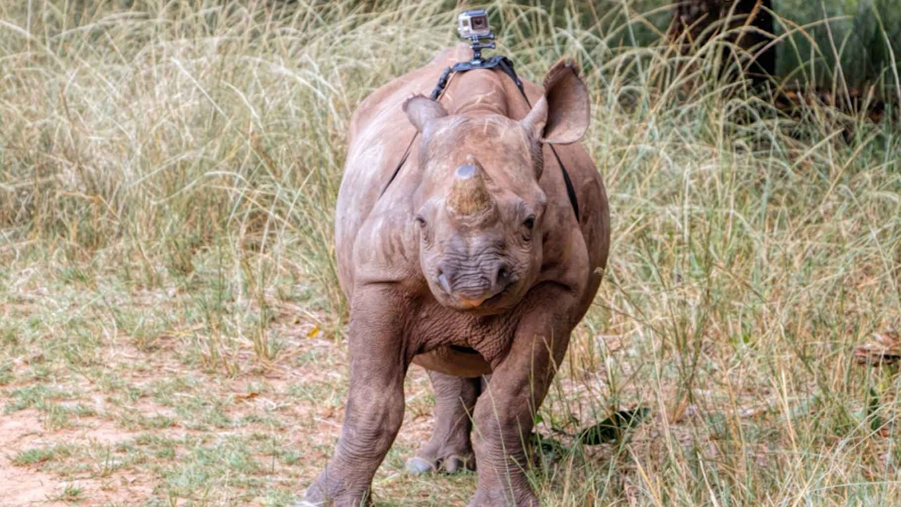 Thor, the two-year-old Rhino with a GoPro camera. (Photo: AP)