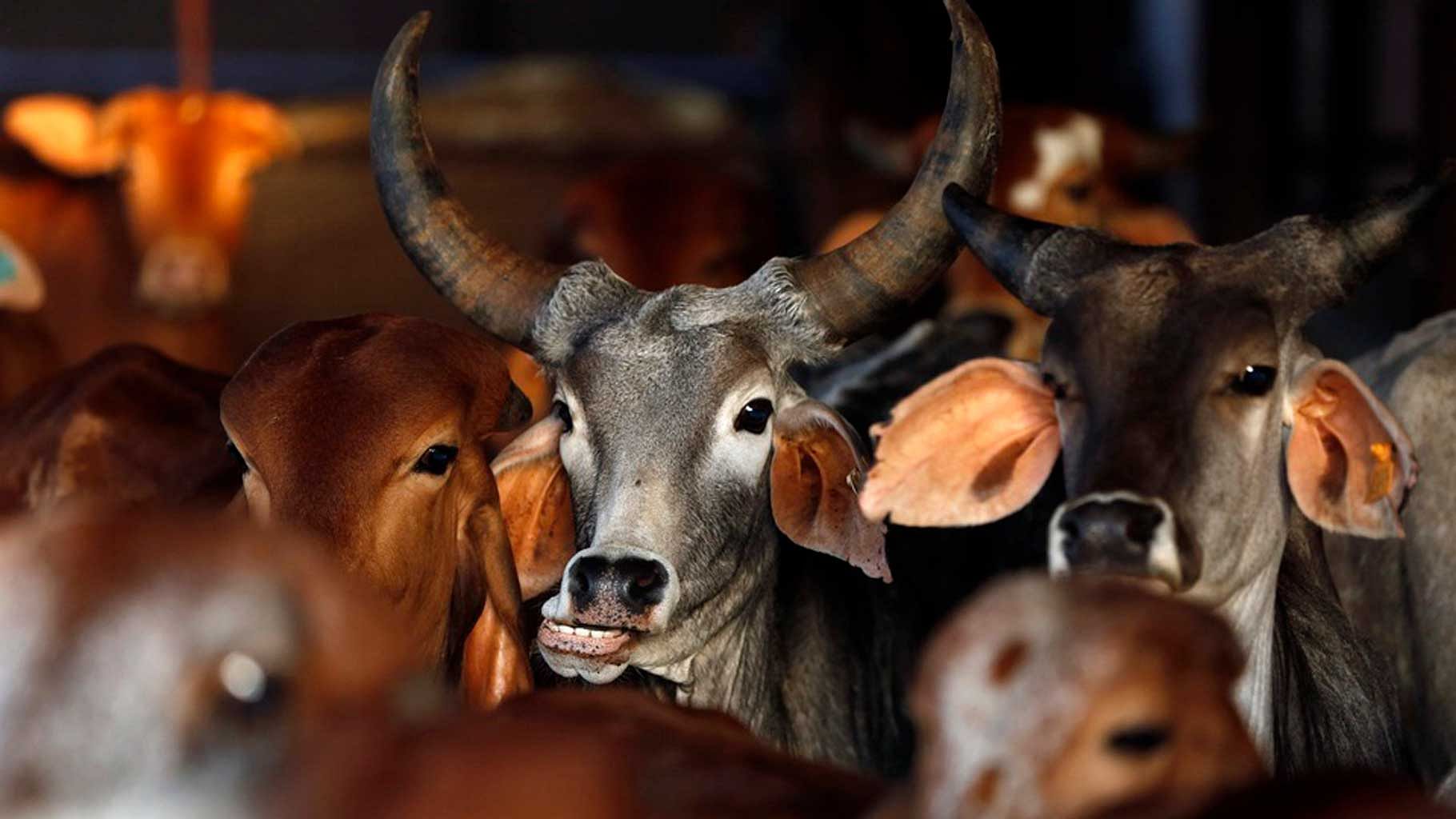 The cows reportedly died of starvation during a strike of the contractual workers at the Hingonia Gaushala, who are protesting not receiving their dues of two months. Photo used for representational purpose. 
