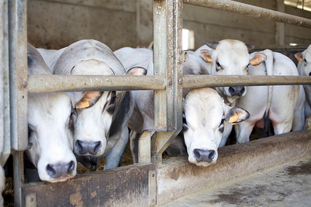 Cows are beaten into submission and artificially inseminated so that they will keep producing milk. (Photo: iStockphoto)