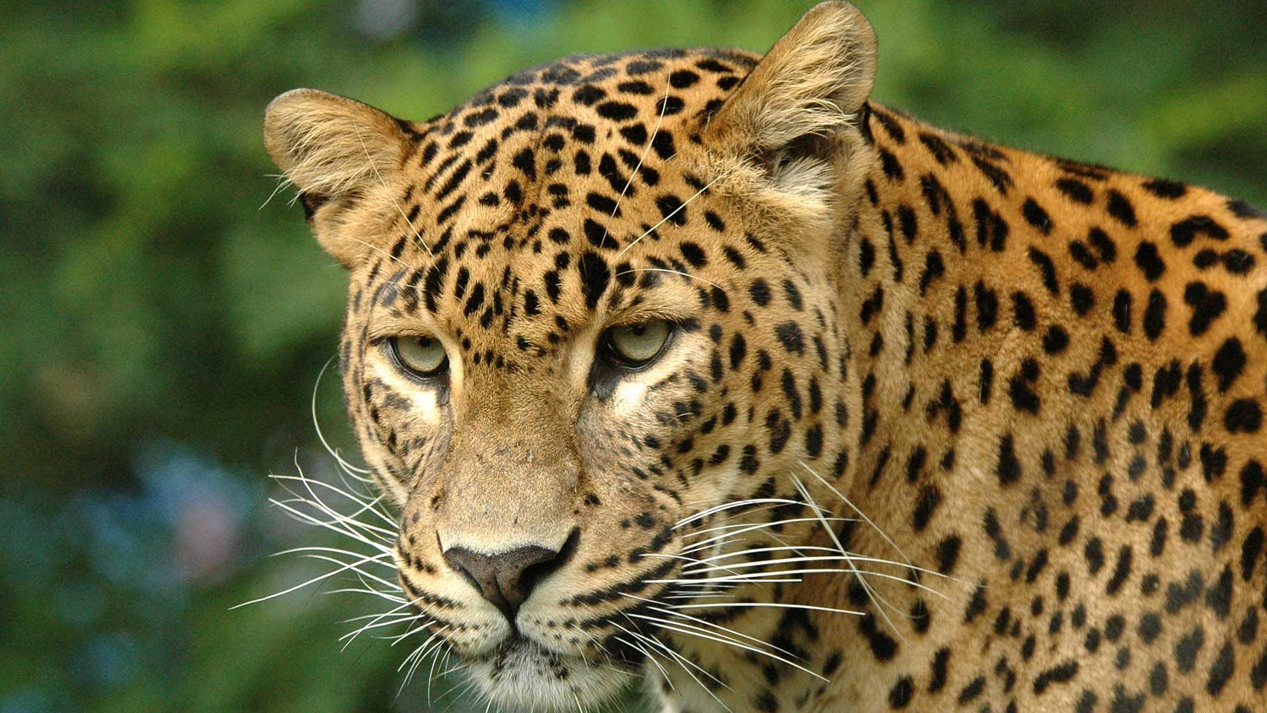 The leopard disappeared into the storm drains along the runway. A search is on to locate the animal. (Photo: iStock) 