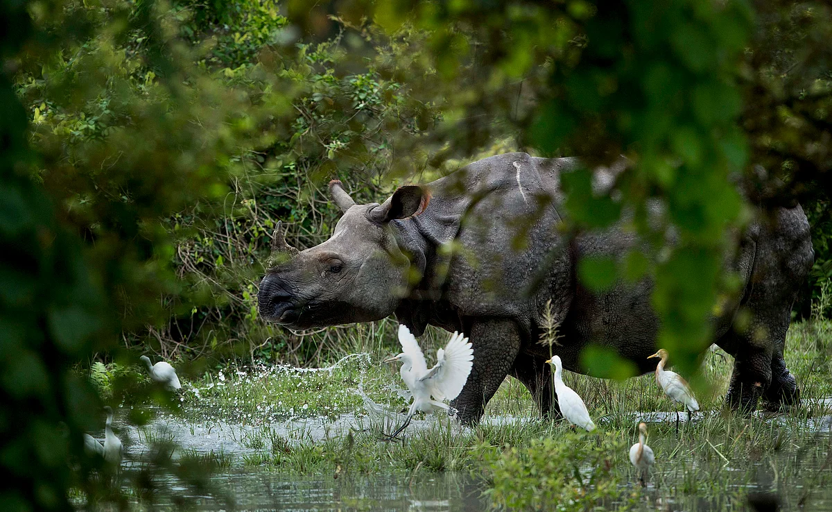 A one-horned Rhinoceros wades through flood waters at the Pobitora Wildlife Sanctuary that was flooded following heavy monsoon rains at Pobitora, east of Gauhati, Assam on 24 July 24 2016. (Photo: AP)