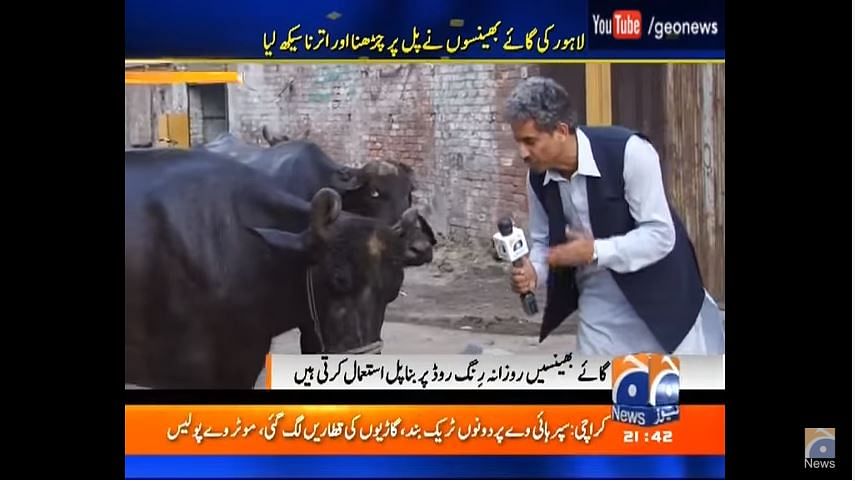 Amin Hafeez interviewing a buffalo (Photo Courtesy: Screen Grab YouTube/<a href="https://www.youtube.com/watch?v=JrmocWe-_n4">Geonews</a>)