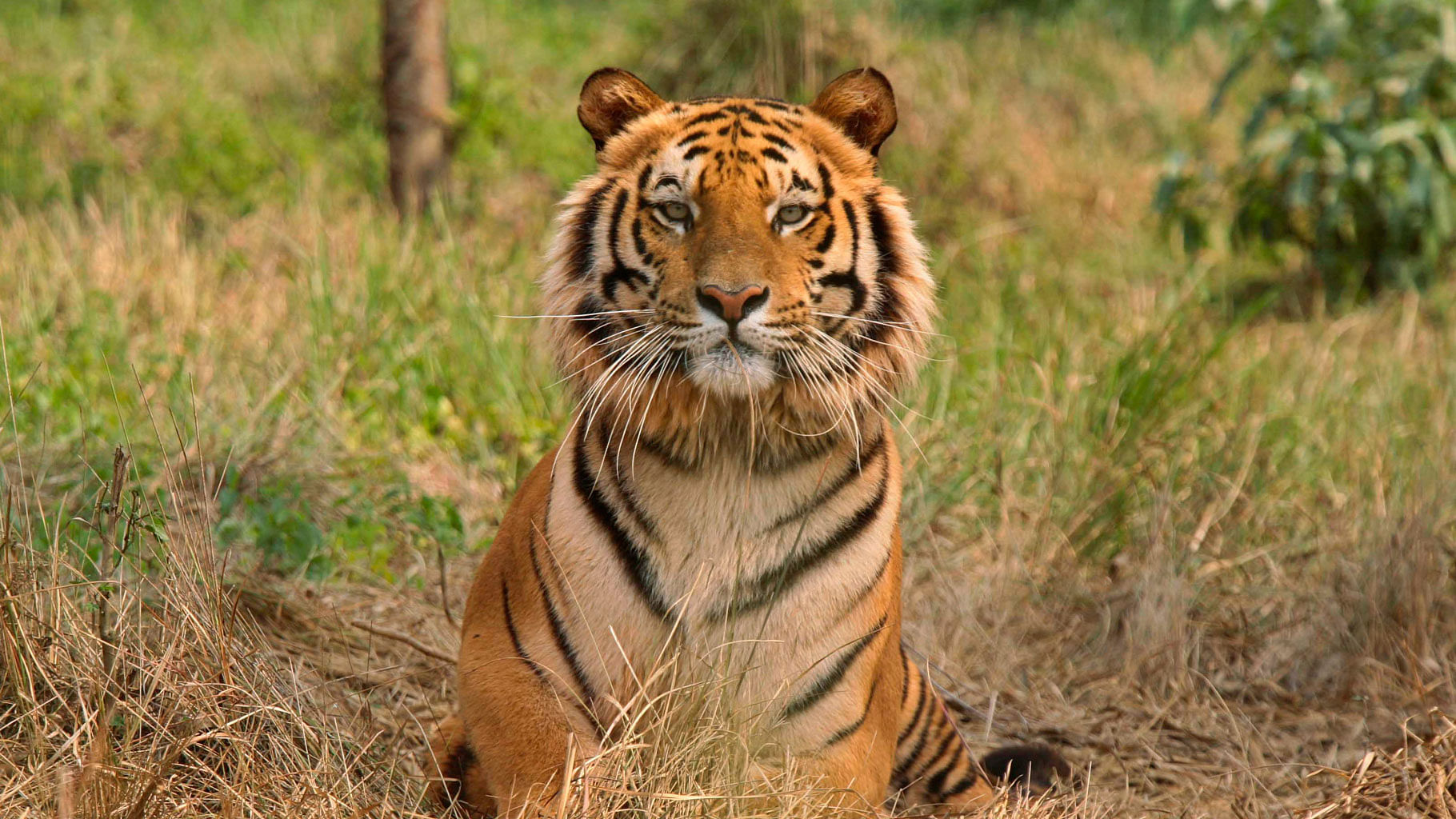 Raja, an 8-year Royal Bengal Tiger rescued at Jaldapara Wildlife Sanctuary in West Bengal. (Photo: Reuters Archives)