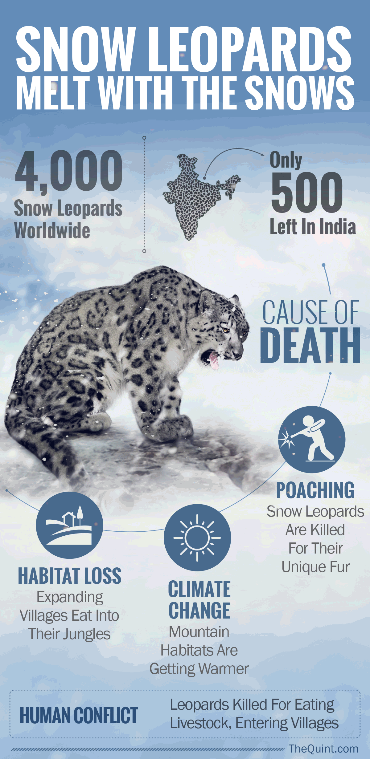 Snow leopard population numbers are down. Can we save them?