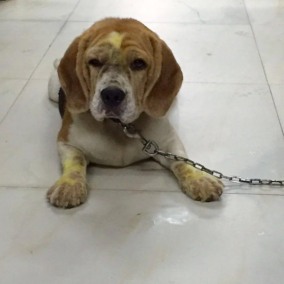 Dennis the beagle. (Photo Courtesy: Friendicoes)