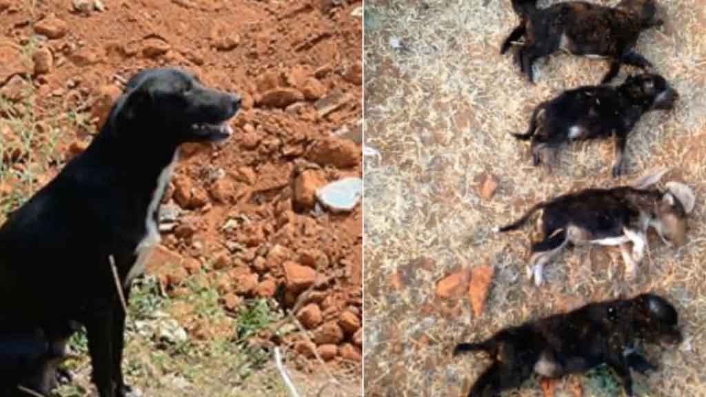 A grieving mother of eight pups breathed her last on Tuesday. (Photo: Altered by The Quint)