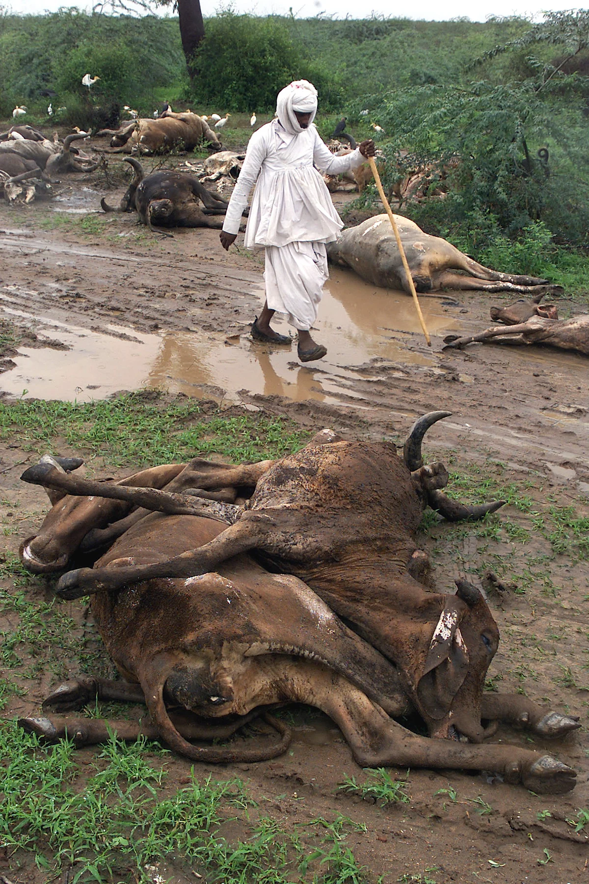 Dalits are expected to deal with the corpses. (Photo Courtesy: Reuters)