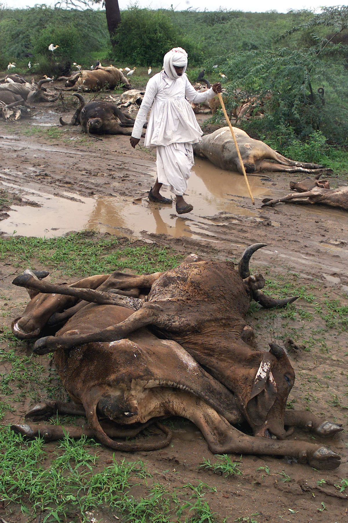 In the largest moment of lower caste unity, Dalits refused to dispose off cow carcasses.