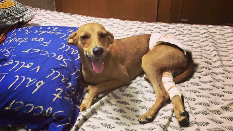 There continue to be numerous cases of cruelty against animals across the country. But, it is not for lack of stringent laws. (Photo: Facebook/<a href="https://www.facebook.com/hotelfordogsinchennai/photos/pcb.1092318287501228/1092318187501238/?type=3&amp;theater">Hotel for Dogs</a>)