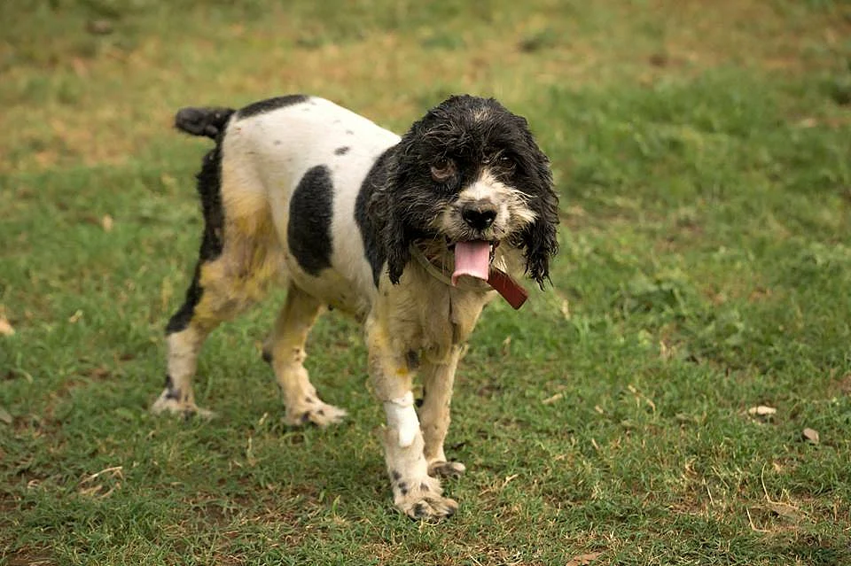 Spaniel Curly. (Photo Courtesy: Friendicoes)