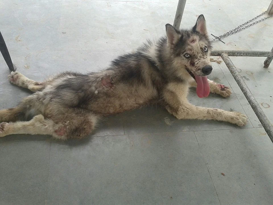Fateh the Husky when he was brought in. (Photo Courtesy: Friendicoes)
