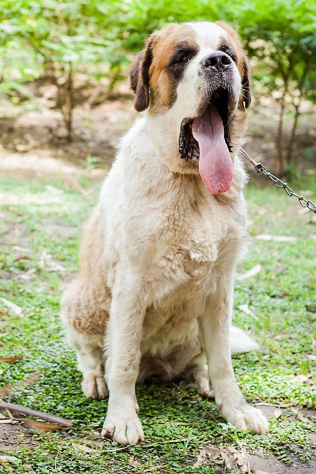 St Bernard Victor. (Photo Courtesy: Friendicoes)