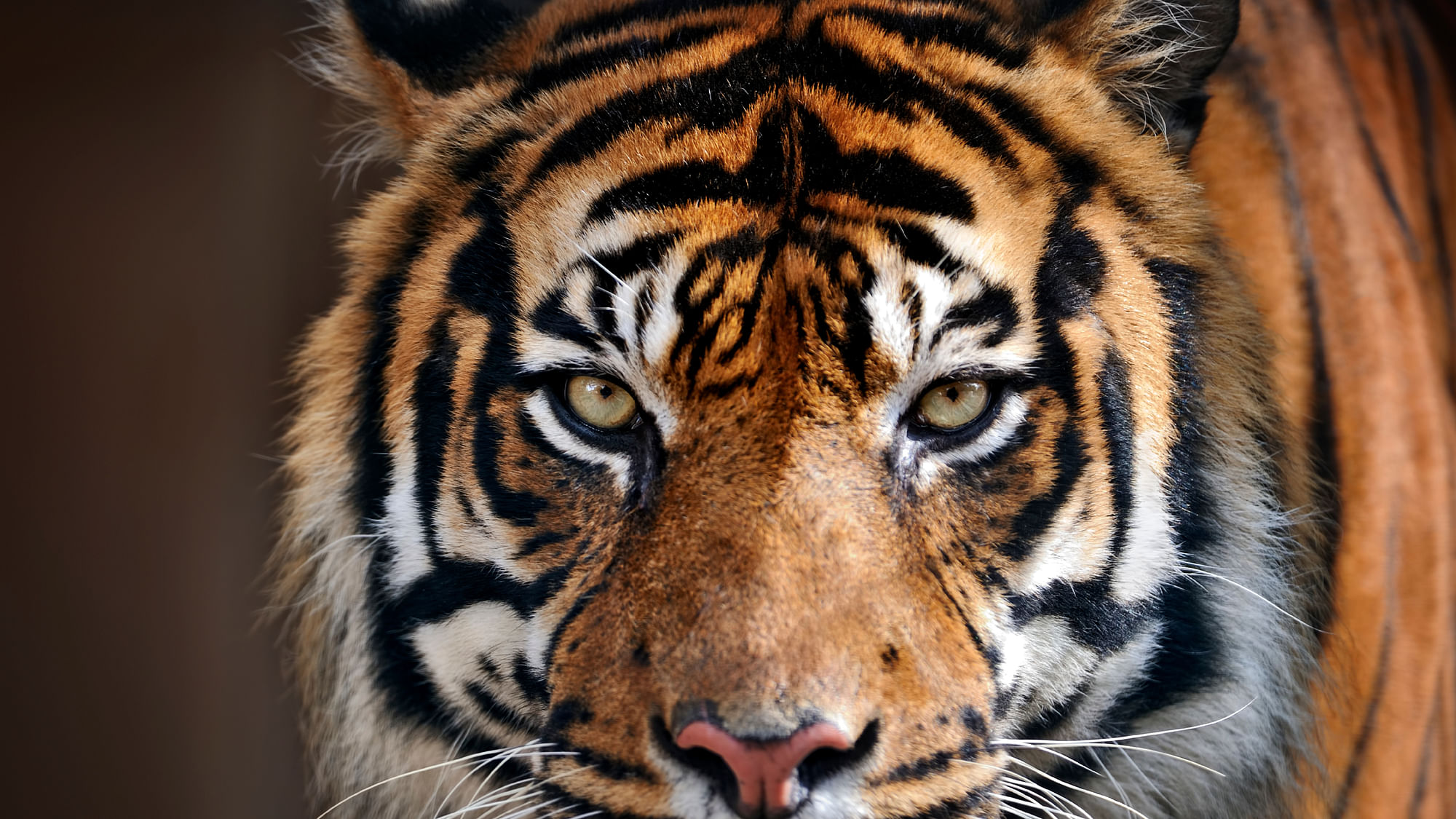 Last week was International Tiger Day. (Photo: iStock)
