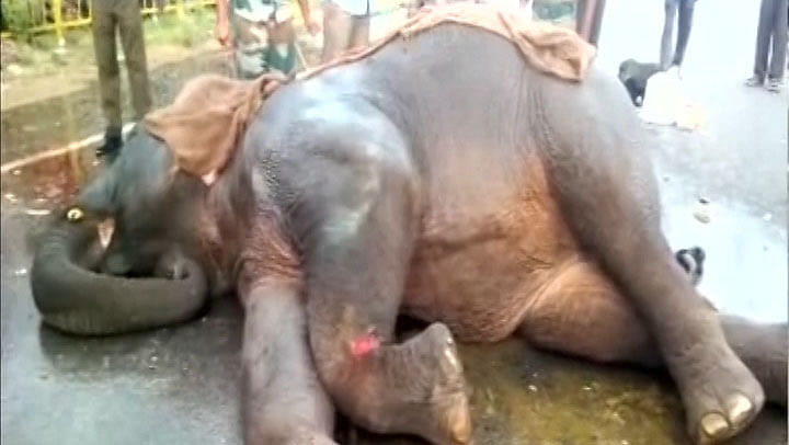The elephant suffered multiple fractures after being hit by a bus near Krishnagiri. (Photo: ANI Screengrab)