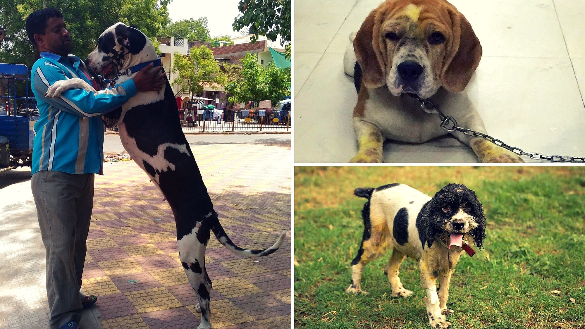 India isn’t home to these breeds and you’re only piling on the atrocities against animals. (Photo Courtesy: Friendicoes)