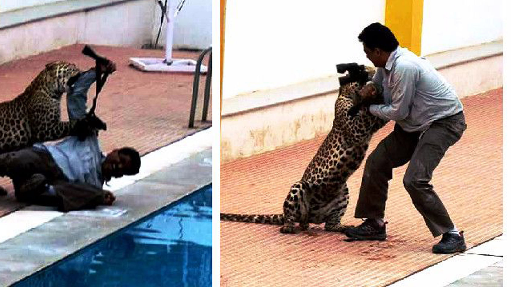 The video of the leopard attacking Sanjay Gubbi had gone viral. (Photo Courtesy: The News Minute)