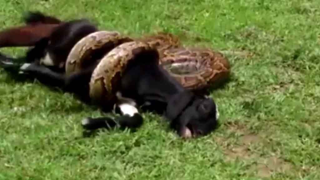 The giant python was captured on camera wrapping itself around the goat, who was desperately trying to free itself. (Photo: AP screengrab)