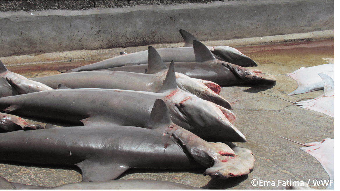 A few of the shark species caught in Indian waters. (Courtesy: WWF)