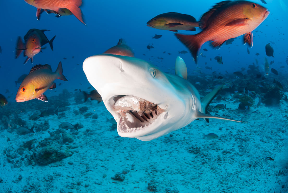 For Shark Awareness Day, the World Wildlife Fund tells us about the dire situation of sharks.