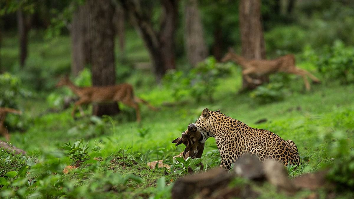 A leopard, a deer, a live hunt.  What if you found yourself in the middle of all this? 