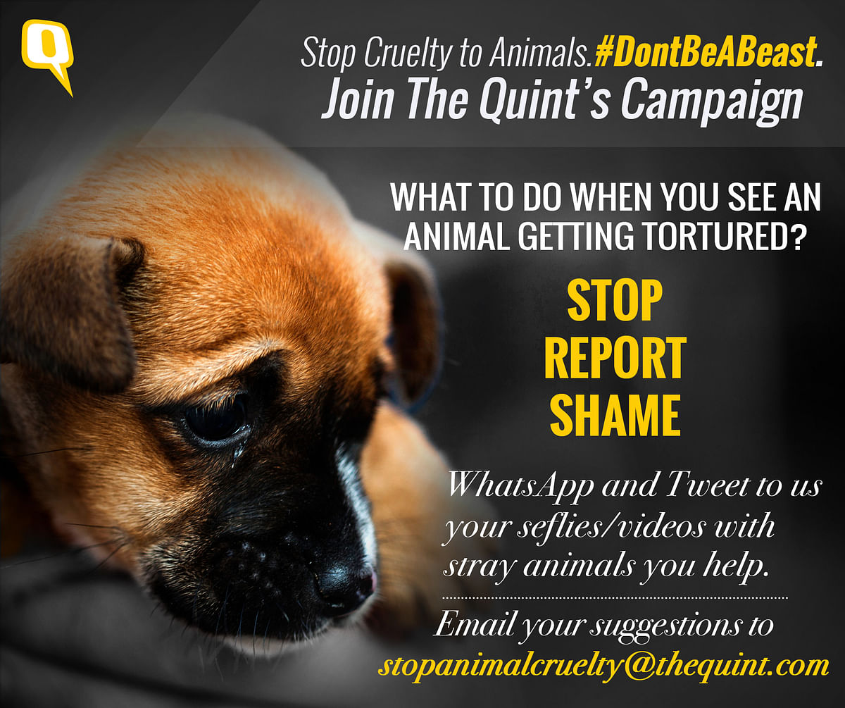Sunny Leone has a message for animal abusers. Send us your reactions. #DontBeABeast. Join The Quint’s campaign.