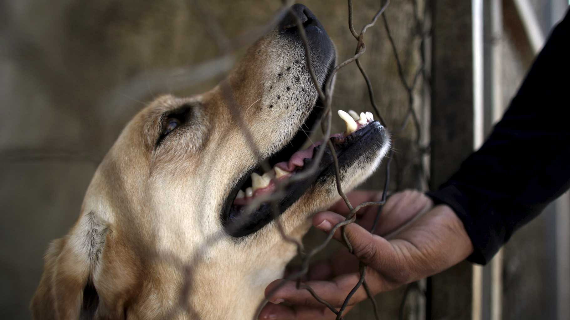 India accounts for more than twenty one thousand rabies deaths each year, giving it the highest incidence of rabies globally. (Photo: Reuters)