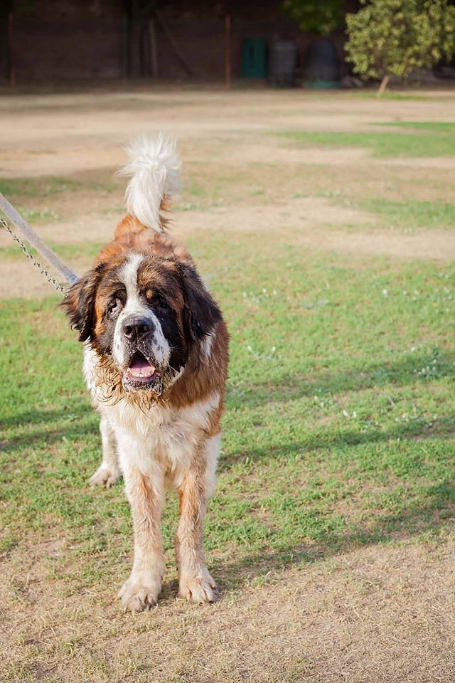 St Bernard Boris. (Photo Courtesy: Friendicoes)
