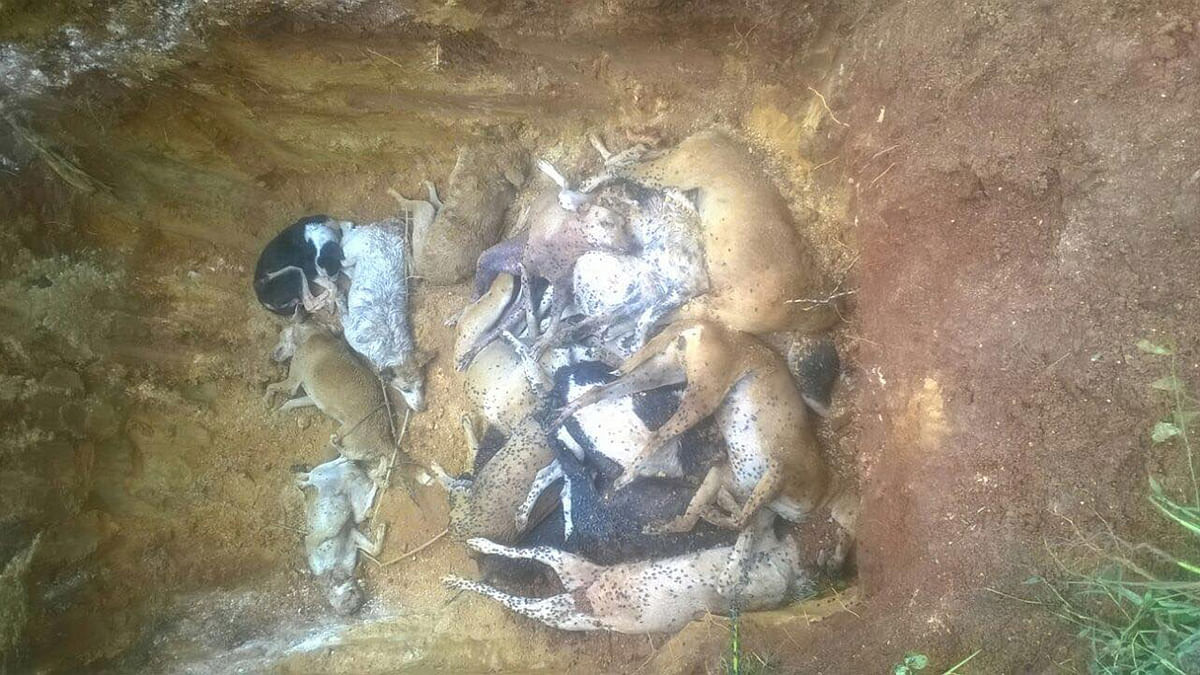 Bengaluru Shocker: Mass Grave With Over 30 Street Dogs Found