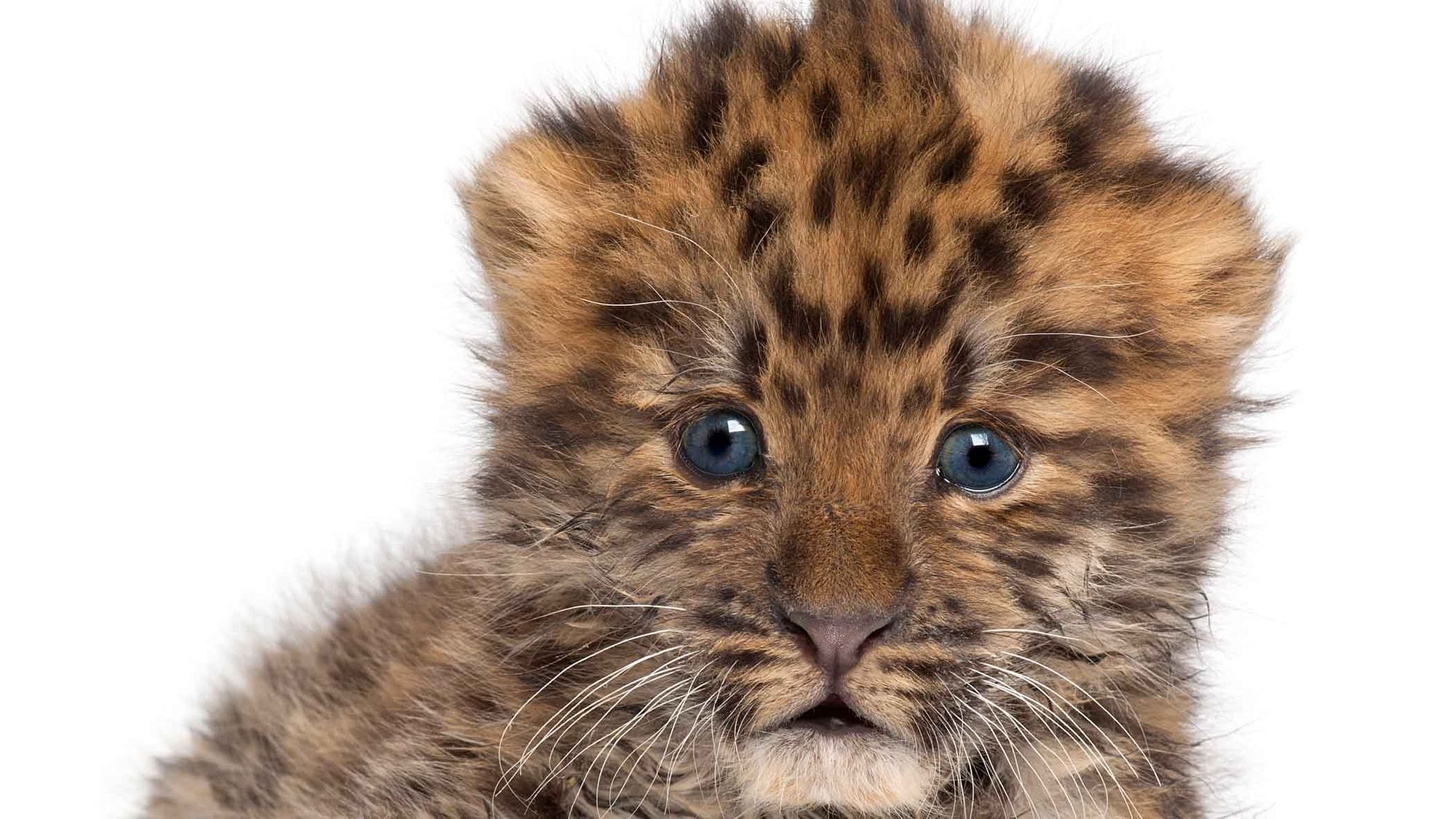 A rare female Amur leopard in London’s Twycross Zoo gave birth to a pair cubs. (Photo: iStockphoto)