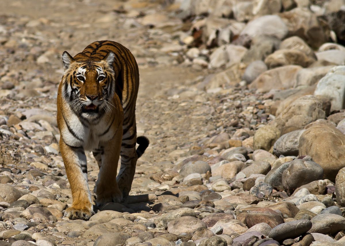 World’s oldest tigress Machali dies in Ranthambore. 