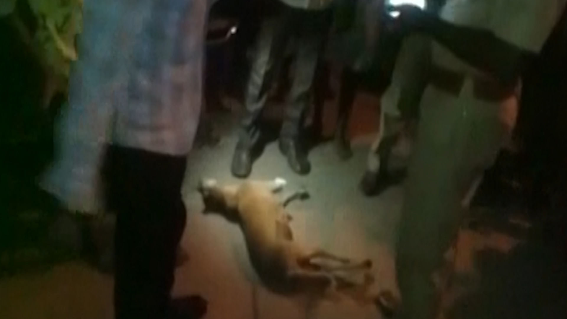 Three dogs shot dead in Hyderabad by unidentified persons (Photo: ANI Screengrab)