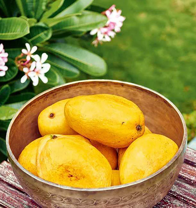 Every house that Twinkle Khanna has ever lived in has had a mango tree, and this one is no different. (Photo courtesy: Vogue India)