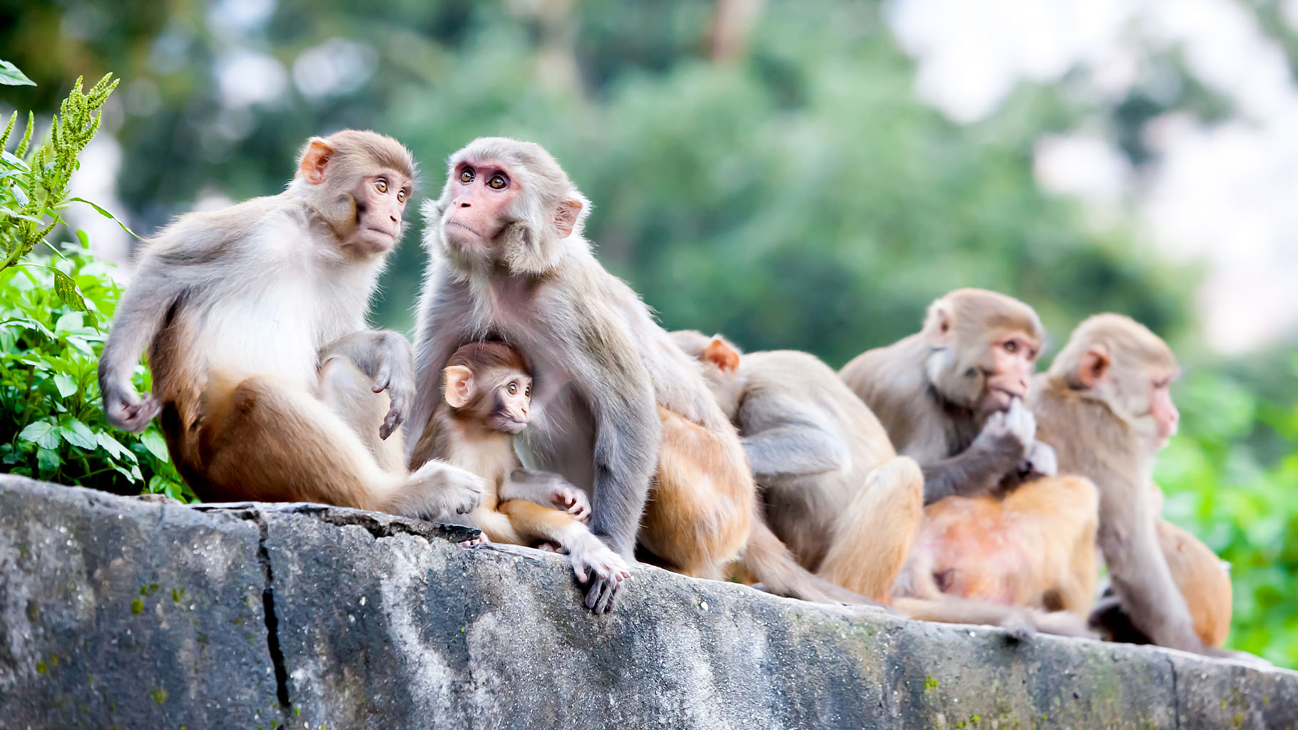 Himachal Pradesh is currently home to 207,614 monkeys. (Photo: iStockphoto)