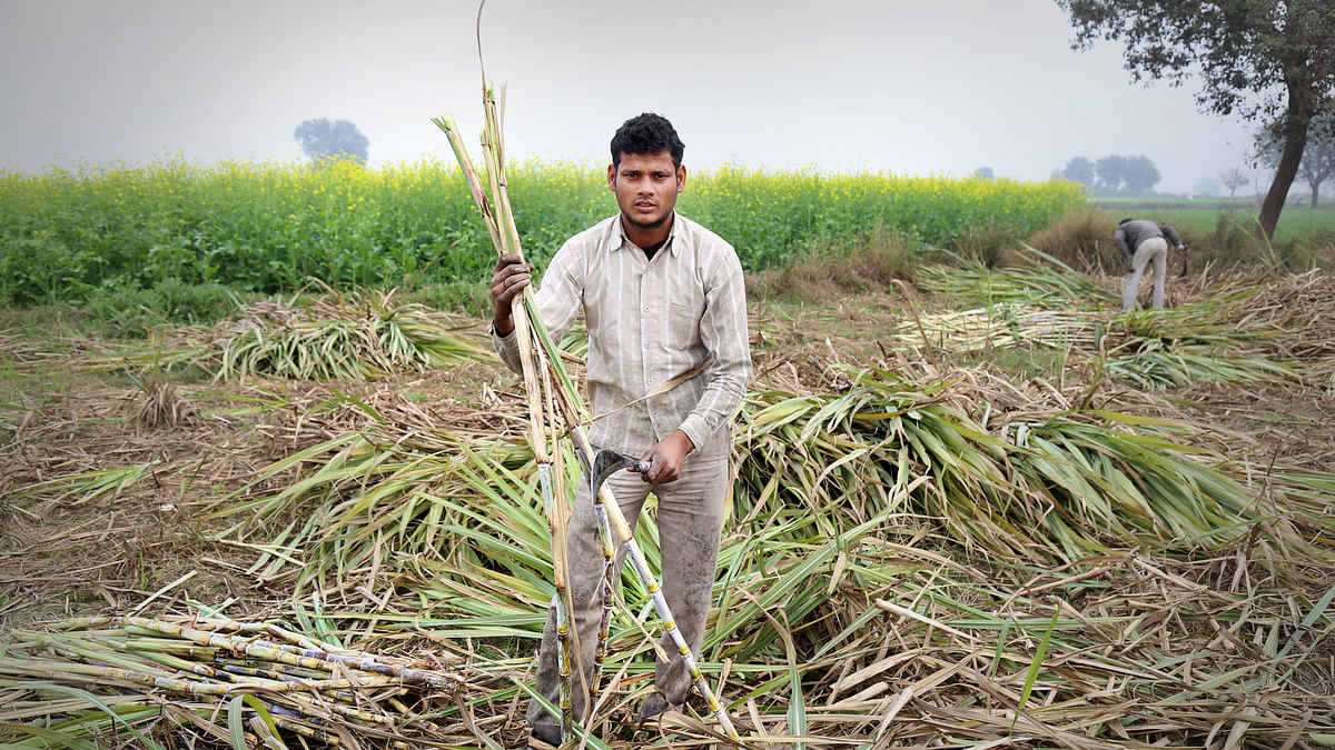PM Modi’s claim of payment to sugarcane farmers in UP is off the mark as a lot of dues are yet to be cleared.